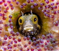 judged by our editor who says...
Very special shot! Love the expression on the face and the focus on the eggs monthly hotshot click to zoom